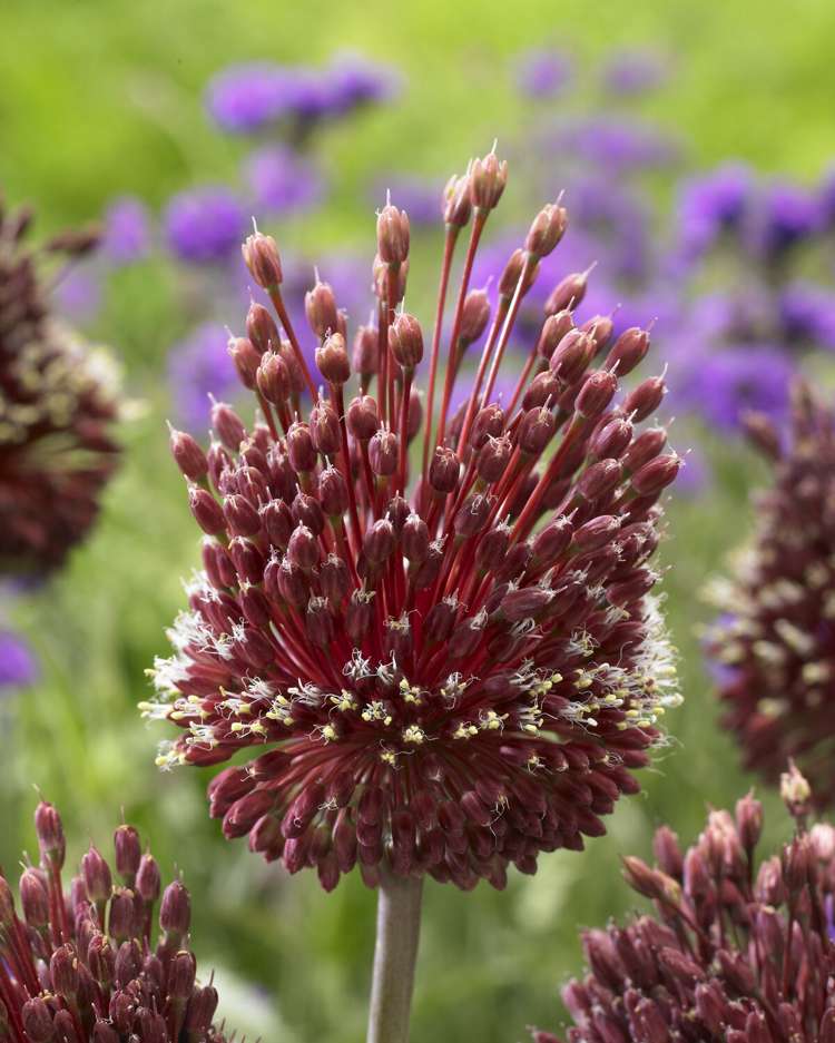Allium 'Red Mohican'